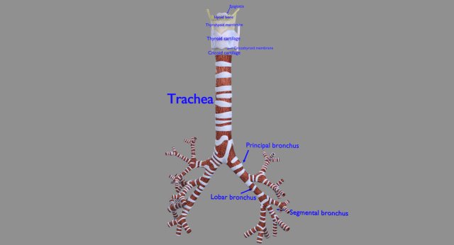 Larynx and trachea 3D 模型 .c4d .max .obj .3ds .fbx .stl .blend 