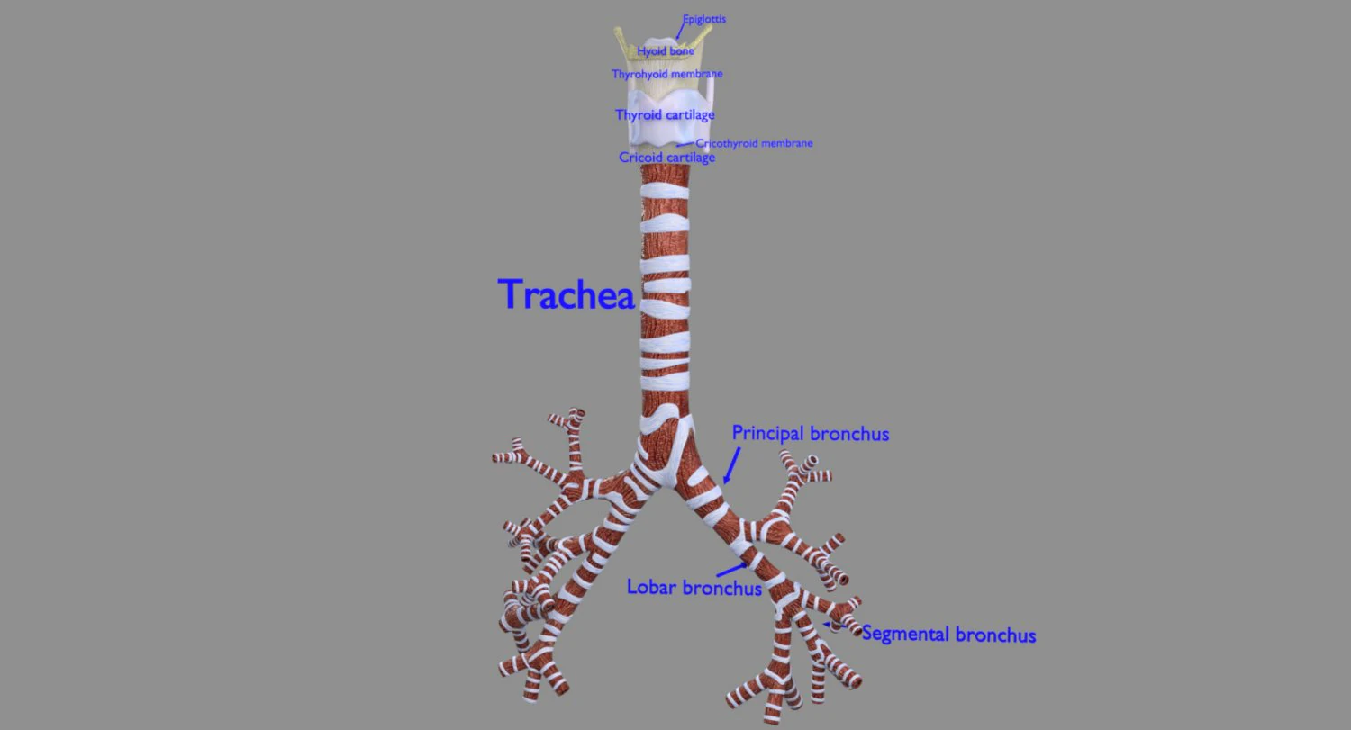 Larynx and trachea 3D Model .c4d .max .obj .3ds .fbx .stl .blend 