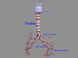 Larynx and trachea 3D मॉडल