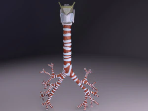 Larynx and trachea 3D Model