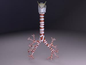 Larynx and trachea 3D 模型