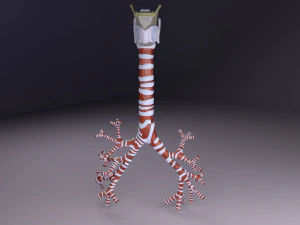 Larynx and trachea 3D Model