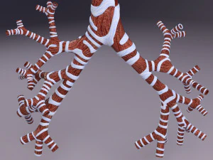 Larynx and trachea 3D Model