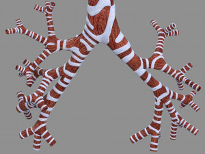Larynx and trachea 3D 模型