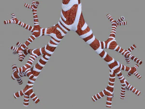 Larynx and trachea 3D Model