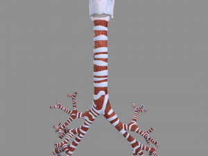 Larynx and trachea 3D 模型