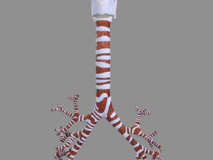 Larynx and trachea 3D Model