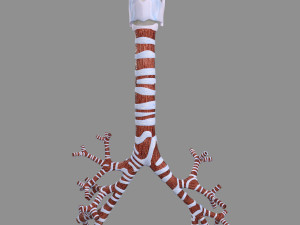 Larynx and trachea 3D 模型