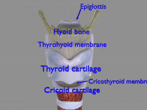 Larynx and trachea 3D 模型