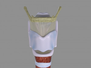 Larynx and trachea 3D 模型