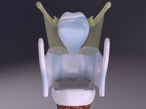 Larynx and trachea 3D 模型