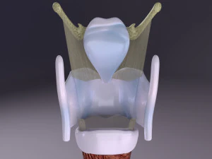 Larynx and trachea 3D Model
