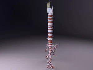 Larynx and trachea 3D Model