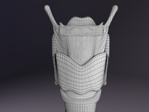 Larynx and trachea 3D 模型