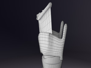 Larynx and trachea 3D 模型