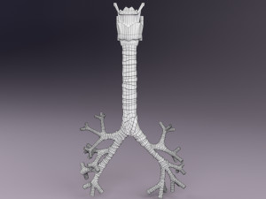 Larynx and trachea 3D 模型