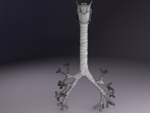 Larynx and trachea 3D 模型