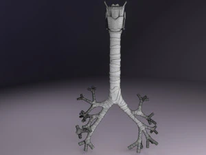 Larynx and trachea 3D Model