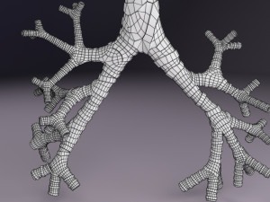 Larynx and trachea 3D 模型
