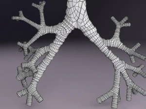 Larynx and trachea 3D Model