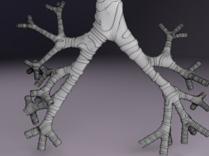 Larynx and trachea 3D 模型