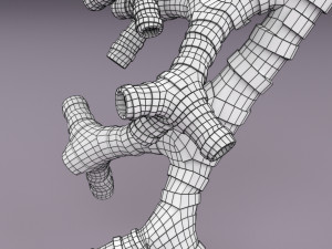 Larynx and trachea 3D 模型
