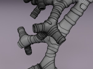 Larynx and trachea 3D 模型