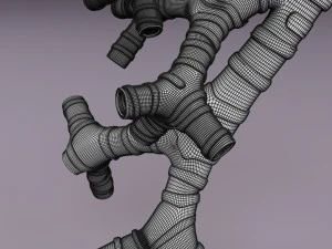 Larynx and trachea 3D Model