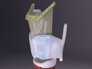 Larynx and trachea 3D 模型