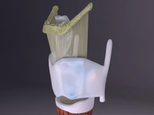 Larynx and trachea 3D Model