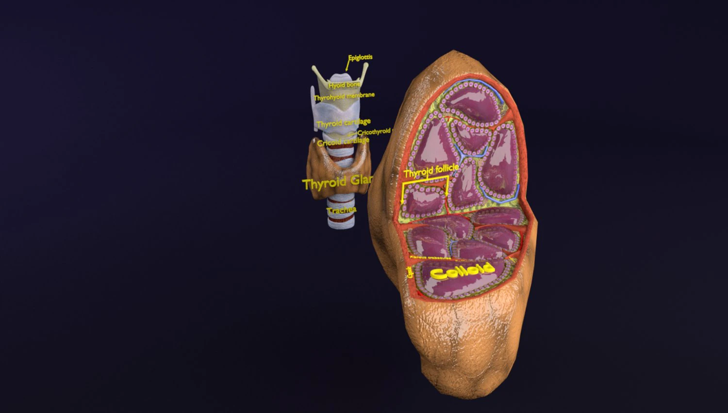 Thyroid anatomy microscopic larynx trachea 3D 3D Model .c4d .max .obj .3ds .fbx .stl .blend 