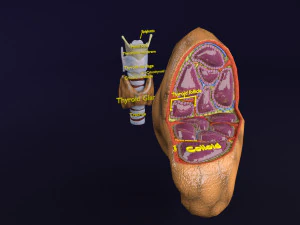 Anatomia della tiroide trachea laringe microscopica 3D Modello 3D