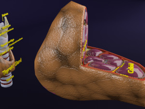 Thyroid anatomy microscopic larynx trachea 3D 3D-Modell