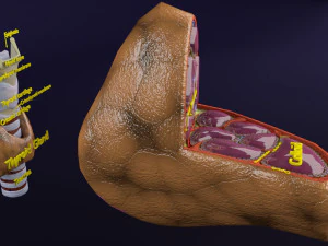 Thyroid anatomy microscopic larynx trachea 3D 3D Model