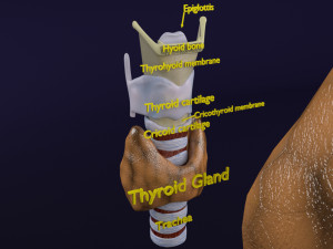 Thyroid anatomy microscopic larynx trachea 3D 3D-Modell