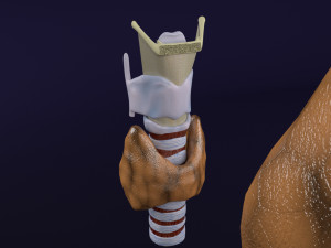 Thyroid anatomy microscopic larynx trachea 3D 3D-Modell