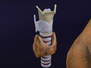 Thyroid anatomy microscopic larynx trachea 3D 3D Model