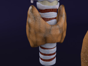 Thyroid anatomy microscopic larynx trachea 3D 3D-Modell