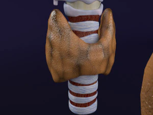 Thyroid anatomy microscopic larynx trachea 3D 3D Model