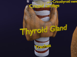 Thyroid anatomy microscopic larynx trachea 3D 3D-Modell