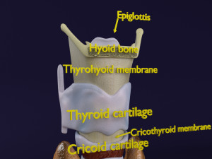 Thyroid anatomy microscopic larynx trachea 3D 3D-Modell