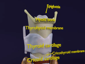 Thyroid anatomy microscopic larynx trachea 3D 3D Model