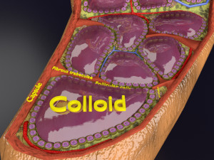 Thyroid anatomy microscopic larynx trachea 3D 3D-Modell