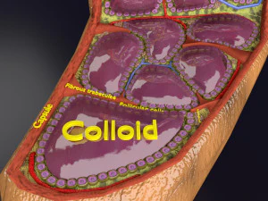 Thyroid anatomy microscopic larynx trachea 3D 3D Model