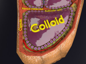 Thyroid anatomy microscopic larynx trachea 3D 3D-Modell