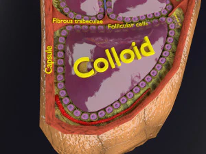 Thyroid anatomy microscopic larynx trachea 3D 3D Model