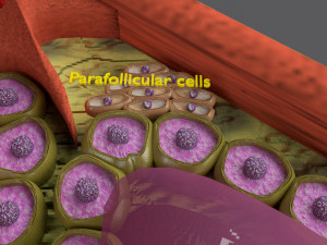 Thyroid anatomy microscopic larynx trachea 3D 3D-Modell