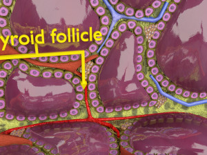 Thyroid anatomy microscopic larynx trachea 3D 3D-Modell