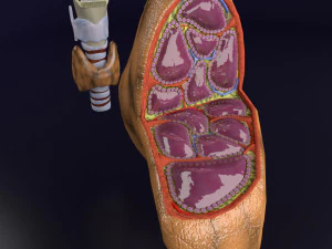 Thyroid anatomy microscopic larynx trachea 3D 3D Model