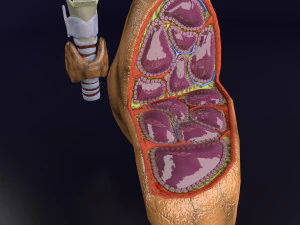 Thyroid anatomy microscopic larynx trachea 3D 3D Model